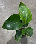 6" Bird of Paradise White